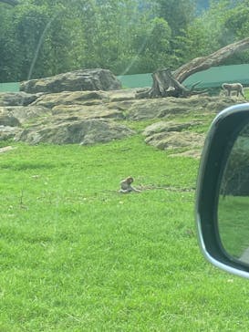 群馬サファリパークに投稿された画像（2023/8/25）