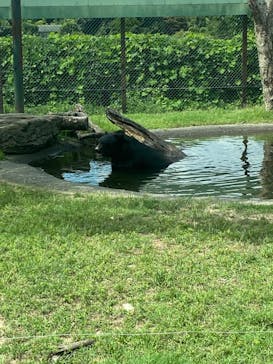 群馬サファリパークに投稿された画像（2023/8/25）