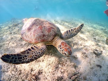 宮古島マリン GB QUESTに投稿された画像（2023/8/25）