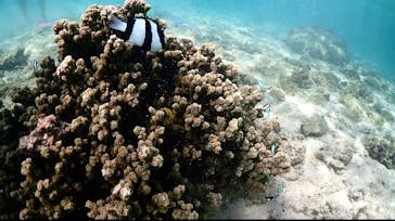 宮古島マリン GB QUESTに投稿された画像（2023/8/25）