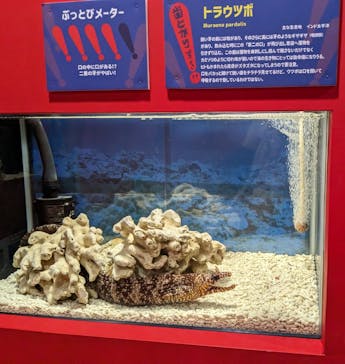 ぶっとんでるいきもの展に投稿された画像（2023/8/25）