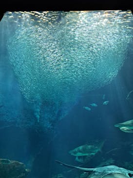 マリンワールド海の中道に投稿された画像（2023/8/25）