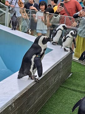 マリンワールド海の中道に投稿された画像（2023/8/25）