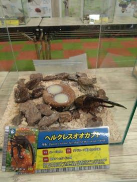 JOYPOLIS 特別イベントスペースに投稿された画像（2023/8/25）