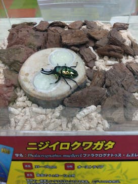 JOYPOLIS 特別イベントスペースに投稿された画像（2023/8/25）