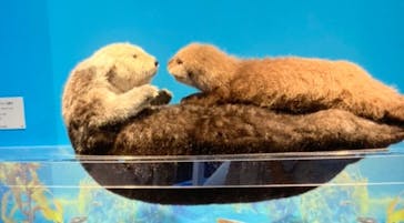 特別展「海　―生命のみなもと―」（国立科学博物館）に投稿された画像（2023/8/25）