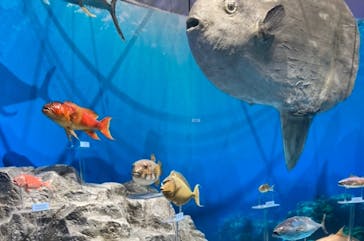 特別展「海　―生命のみなもと―」（国立科学博物館）に投稿された画像（2023/8/25）