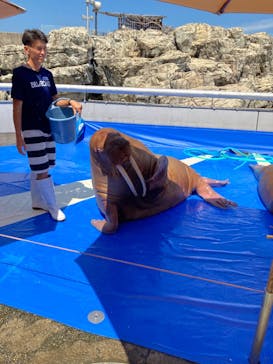 大分マリーンパレス水族館 「うみたまご」に投稿された画像（2023/8/25）