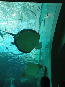 名古屋港水族館に投稿された画像（2023/8/25）