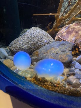 新江ノ島水族館に投稿された画像（2023/8/25）