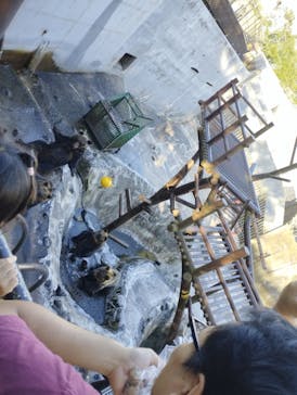 のぼりべつクマ牧場に投稿された画像（2023/8/25）