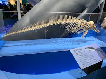 特別展「海　―生命のみなもと―」（国立科学博物館）に投稿された画像（2023/8/26）