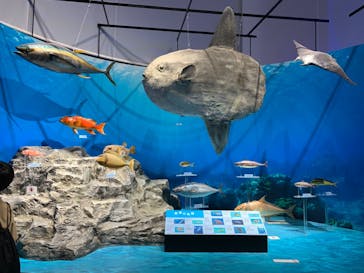 特別展「海　―生命のみなもと―」（国立科学博物館）に投稿された画像（2023/8/26）