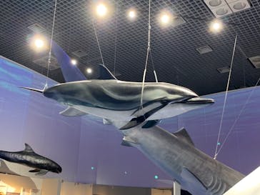 特別展「海　―生命のみなもと―」（国立科学博物館）に投稿された画像（2023/8/26）