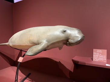 特別展「海　―生命のみなもと―」（国立科学博物館）に投稿された画像（2023/8/26）