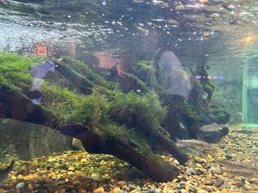 しながわ水族館に投稿された画像（2023/8/26）