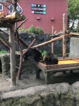 のぼりべつクマ牧場に投稿された画像（2023/8/26）