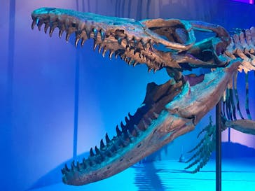 DinoScience 恐竜科学博 2023@TOKYO MIDTOWNに投稿された画像（2023/8/26）