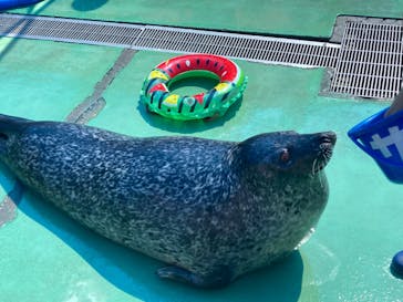 ゼロ距離水族館 伊勢シーパラダイスに投稿された画像（2023/8/26）