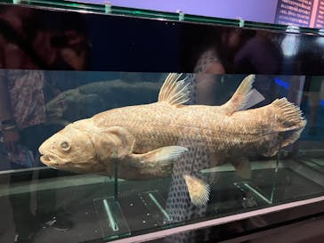 特別展「海　―生命のみなもと―」（国立科学博物館）に投稿された画像（2023/8/26）