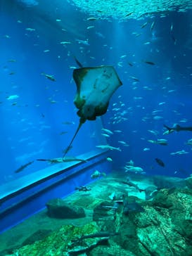 アクアワールド茨城県大洗水族館に投稿された画像（2023/8/26）