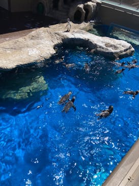 アクアワールド茨城県大洗水族館に投稿された画像（2023/8/26）