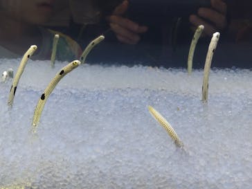 ぶっとんでるいきもの展に投稿された画像（2023/8/26）