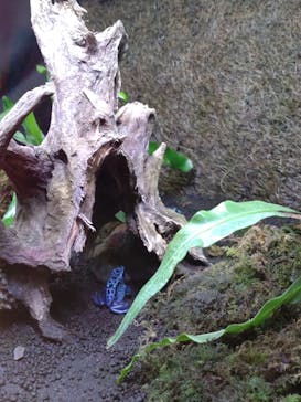 ぶっとんでるいきもの展に投稿された画像（2023/8/26）