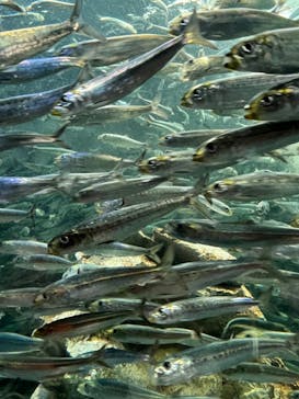 サンシャイン水族館に投稿された画像（2023/8/26）