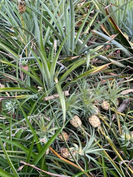 ナゴパイナップルパークに投稿された画像（2023/8/26）