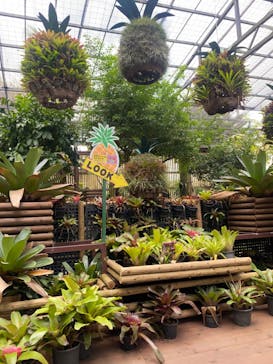 ナゴパイナップルパークに投稿された画像（2023/8/26）