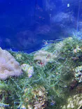 名古屋港水族館に投稿された画像（2023/8/26）