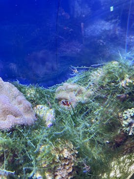 名古屋港水族館に投稿された画像（2023/8/26）