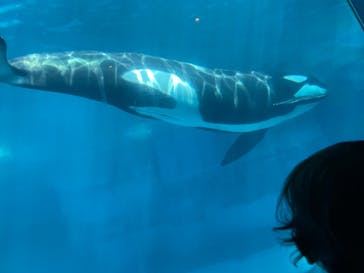 名古屋港水族館に投稿された画像（2023/8/26）