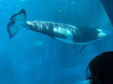 名古屋港水族館に投稿された画像（2023/8/26）