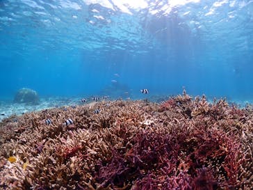 CHAMP TOUR　宮古島に投稿された画像（2023/8/26）