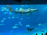 沖縄美ら海水族館に投稿された画像（2023/8/26）