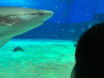 沖縄美ら海水族館に投稿された画像（2023/8/26）