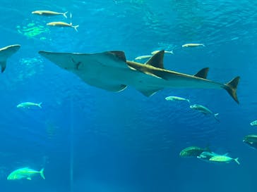 沖縄美ら海水族館に投稿された画像（2023/8/26）