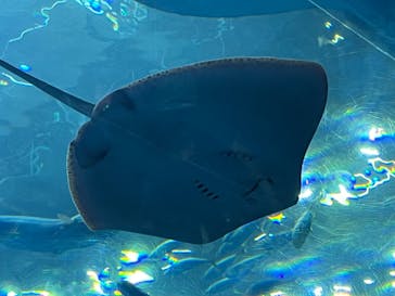 沖縄美ら海水族館に投稿された画像（2023/8/26）