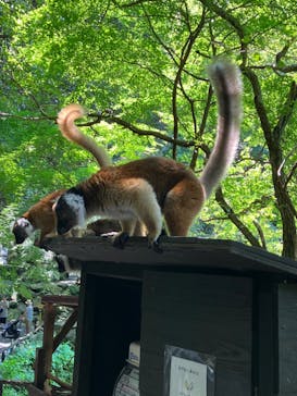 長崎バイオパークに投稿された画像（2023/8/26）