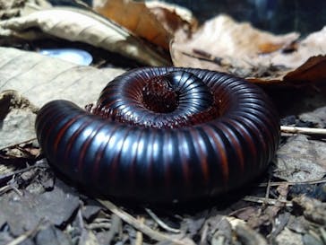 ぶっとんでるいきもの展に投稿された画像（2023/8/26）