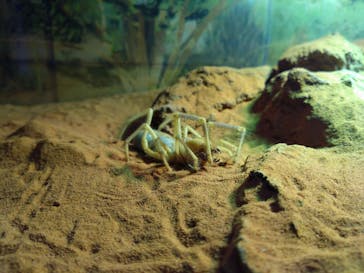 ぶっとんでるいきもの展に投稿された画像（2023/8/26）