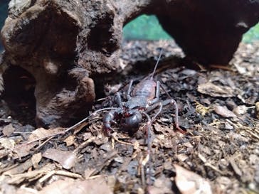 ぶっとんでるいきもの展に投稿された画像（2023/8/26）