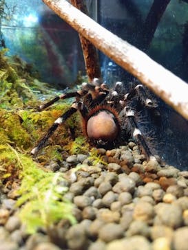 ぶっとんでるいきもの展に投稿された画像（2023/8/26）