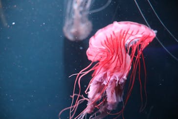 京都水族館に投稿された画像（2023/8/26）