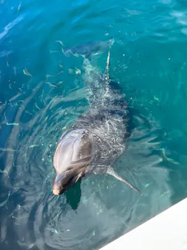 うみたま体験パーク 「つくみイルカ島」に投稿された画像（2023/8/26）
