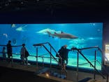 アクアワールド茨城県大洗水族館に投稿された画像（2023/8/26）
