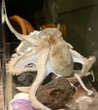 しながわ水族館に投稿された画像（2023/8/26）