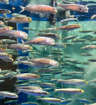 しながわ水族館に投稿された画像（2023/8/26）